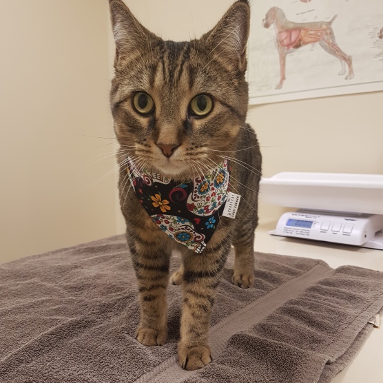 Visiting Dr. Foster, dressed in her best bandana!